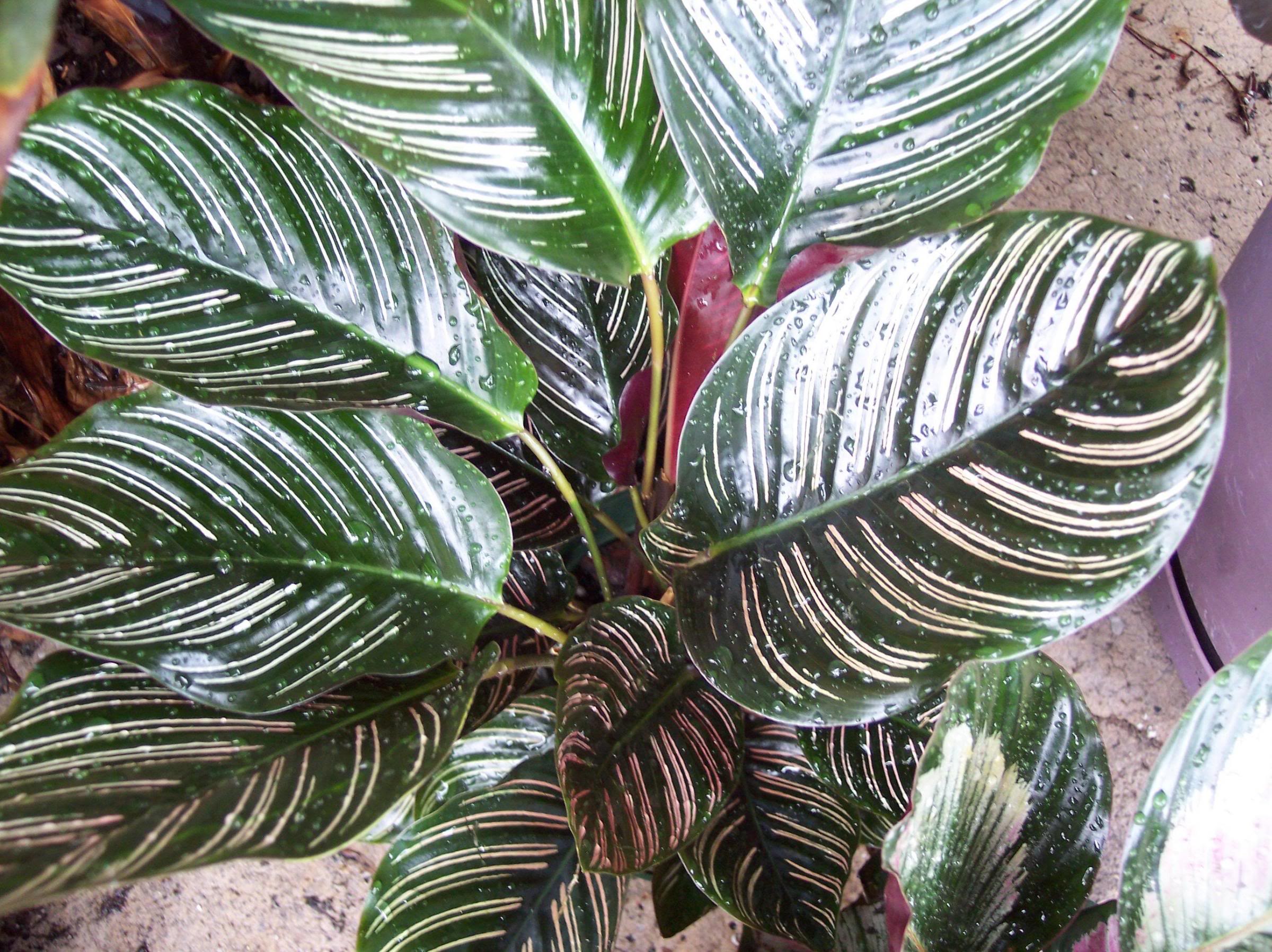Calathea Ornata